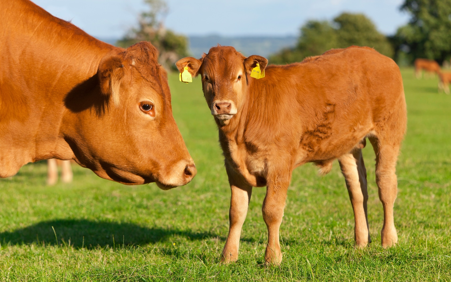 家畜モニタリング